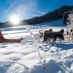 © Chiens de traineau - Yvan Tisseyre/OT Vallée d'Aulps