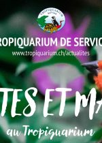 Journée enchantée au Tropiquarium